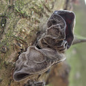 jew's ear (dry not rotting)