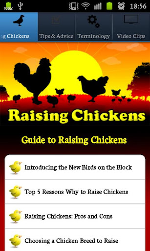 Raising Chickens