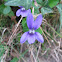 Dog Violet (Violeta)