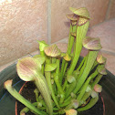 Sweet pitcher plant