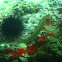 Blackear wrasse