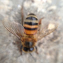 Honey Bee