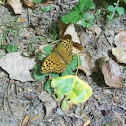 Dark Green Fritillary