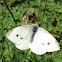 Small cabbage white