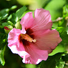 Hibiscus