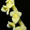 Stelis sp