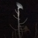 Unknown spotting