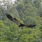 American Bald Eagle