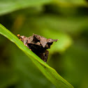 Malayan Horned Frog