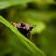 Malayan Horned Frog