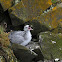Fulmar (Northern Fulmar)