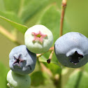 blueberry