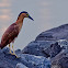 rufous night heron