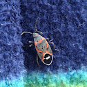 Small Milkweed Bug