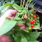 Bittersweet nightshade
