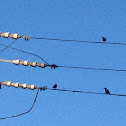 Starlings