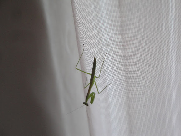 Spotting Image 1