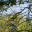 Green heron