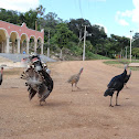 Guajolote de patio