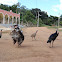 Guajolote de patio