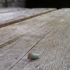 Citrus Planthopper
