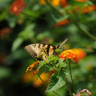 Eastern Tiger Swallowtail
