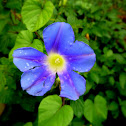 Morning glory