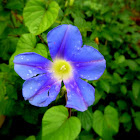 Morning glory