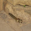 Indian Palm squirrel