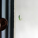 Assassin Bug nymph