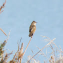 Zitting cisticola