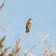 Zitting cisticola