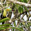 Keel-billed Toucan