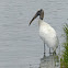 Wood Stork