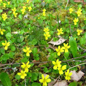 Evergreen Violet
