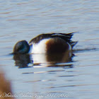 Shoveler; Pato Cuchara