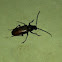 Beetle