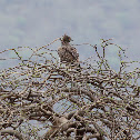 Martial Eagle