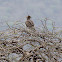 Martial Eagle
