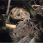 American Toad