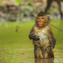 Long-tailed Macaque