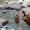 Northern cardinal