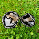 Shaggy Ink Cap/Tintarica
