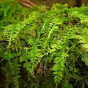 Delicate Fern Moss