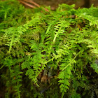 Delicate Fern Moss
