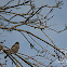 House Sparrow