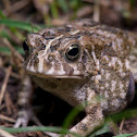 African Common Toad