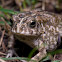 African Common Toad