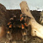 Red kneed tarantula