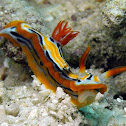 Chromodorid Nudibranch